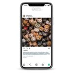 Buy Cats Lover Instagram Account