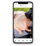 Buy Food Blogger Instagram Account