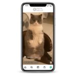 Buy Sweety Kitty Instagram Account