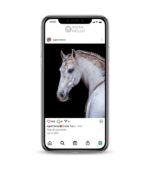 Animal Instagram Accounts.