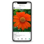 2K Flower Photographer Instagram Account