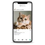 Buy Sweety Cat Instagram Accountt, 2K followers instagram accounts for sale on the InstaNello. Active Cat Instagram Accounts. Buy Kitty IG account