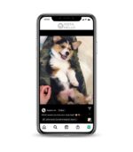 Buy Dogs IG account