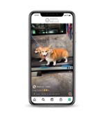 Buy Dogs IG account