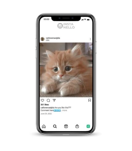 Buy Happy Cat Lifestyle Instagram Account