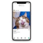 Buy Cute Cat Instagram Account