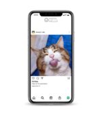 Buy Cute Cat Instagram Account