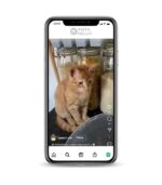 Buy Cat IG account