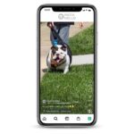 Bulldog Instagram Account