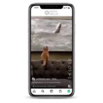 Buy Active Cats Instagram Account