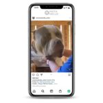 Pitbull Instagram Account