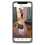 Animals Instagram Account