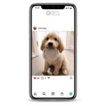 Buy Dog Instagram Account