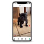 Buy French Bulldog Instagram Account