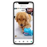 Buy French Bulldog Instagram Account