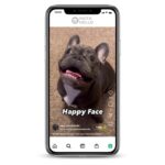 Buy French Bulldog Instagram Account